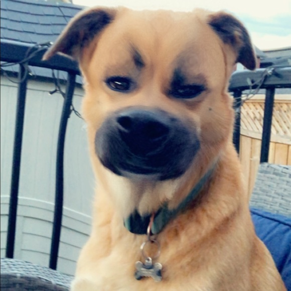 Meet your Posher, Bretton - Picture 1 of 1